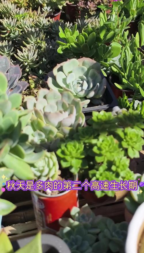多肉秋天施肥最佳时间是什么时候？-第1张图片-吾爱花网