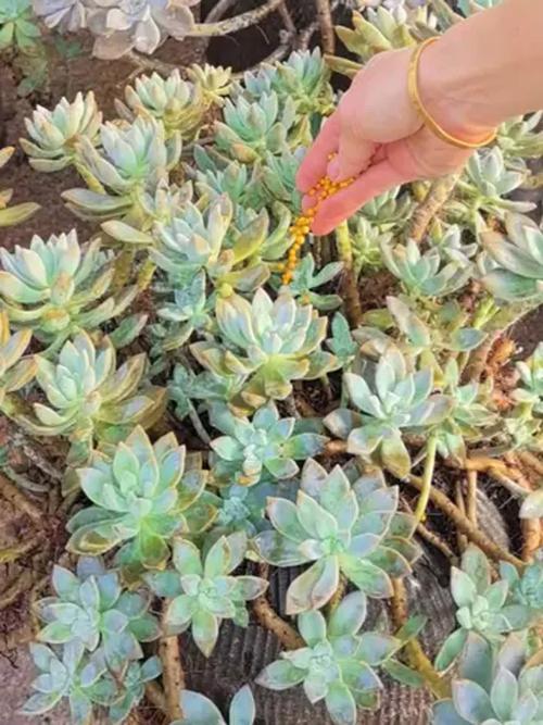 多肉秋天施肥最佳时间是什么时候？-第3张图片-吾爱花网