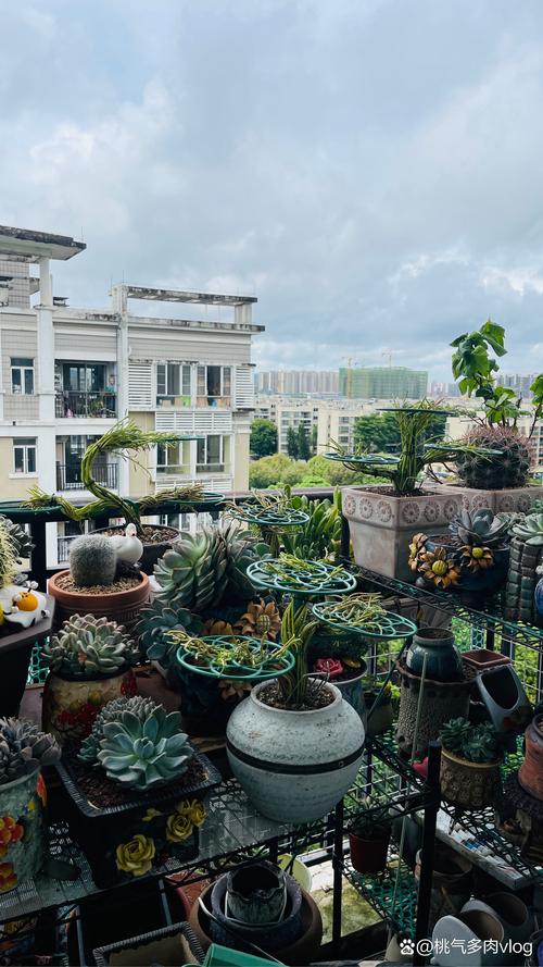 大型多肉阳台盆景如何养护?-第1张图片-吾爱花网 大型多肉阳台盆景如何养护?-第1张图片-吾爱花网