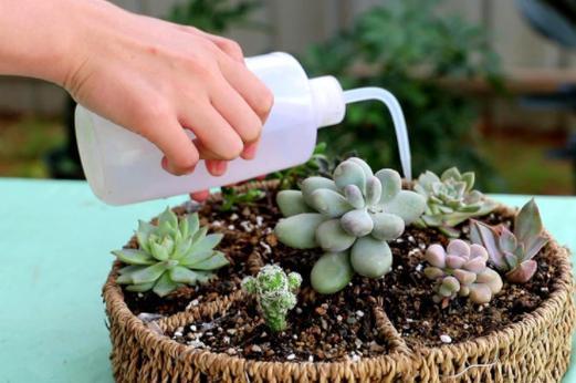 多肉现在能浇水了吗?-第1张图片-吾爱花网 多肉现在能浇水了吗?-第1张图片-吾爱花网