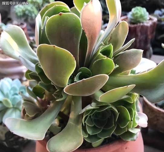 多肉叶子软塌塌？怎么办？-第2张图片-吾爱花网