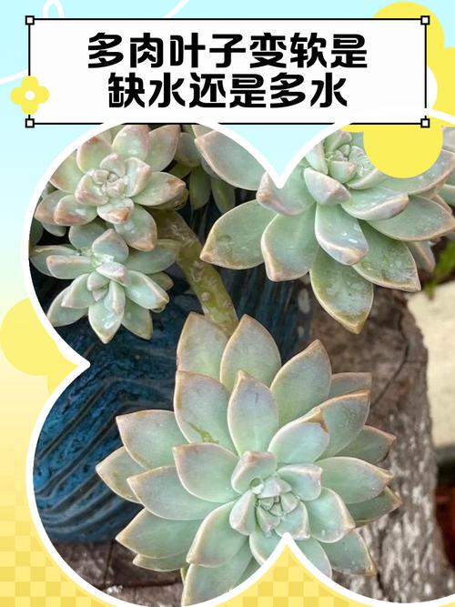 多肉叶子软塌塌？怎么办？-第1张图片-吾爱花网