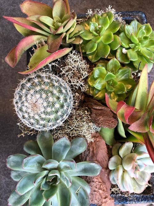 多肉叶子软塌塌？怎么办？-第3张图片-吾爱花网