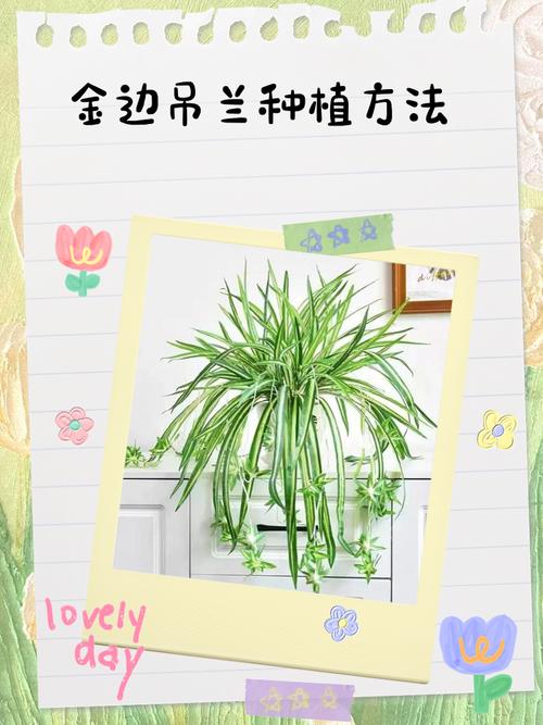 水培吊兰长根后如何转土培？-第2张图片-吾爱花网