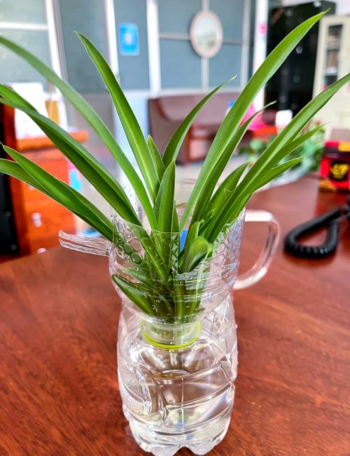 水培吊兰长根后如何转土培？-第1张图片-吾爱花网