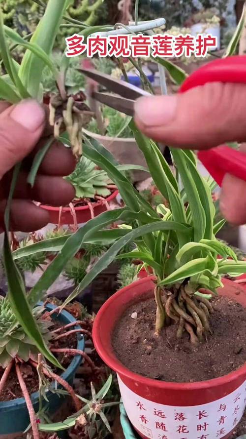 水培吊兰长根后如何转土培？-第3张图片-吾爱花网