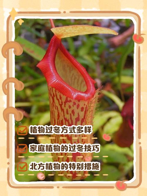 南方盆栽如何安全过冬？-第1张图片-吾爱花网