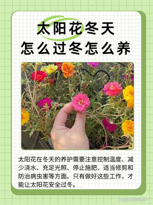 南方盆栽如何安全过冬？-第2张图片-吾爱花网