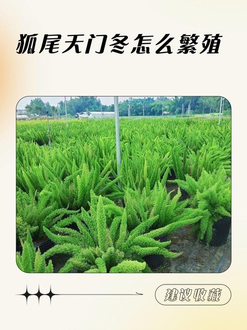 南方盆栽如何安全过冬？-第3张图片-吾爱花网