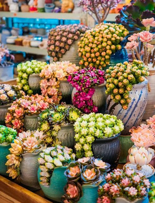 昆明斗南多肉批发市场具体在哪？-第1张图片-吾爱花网