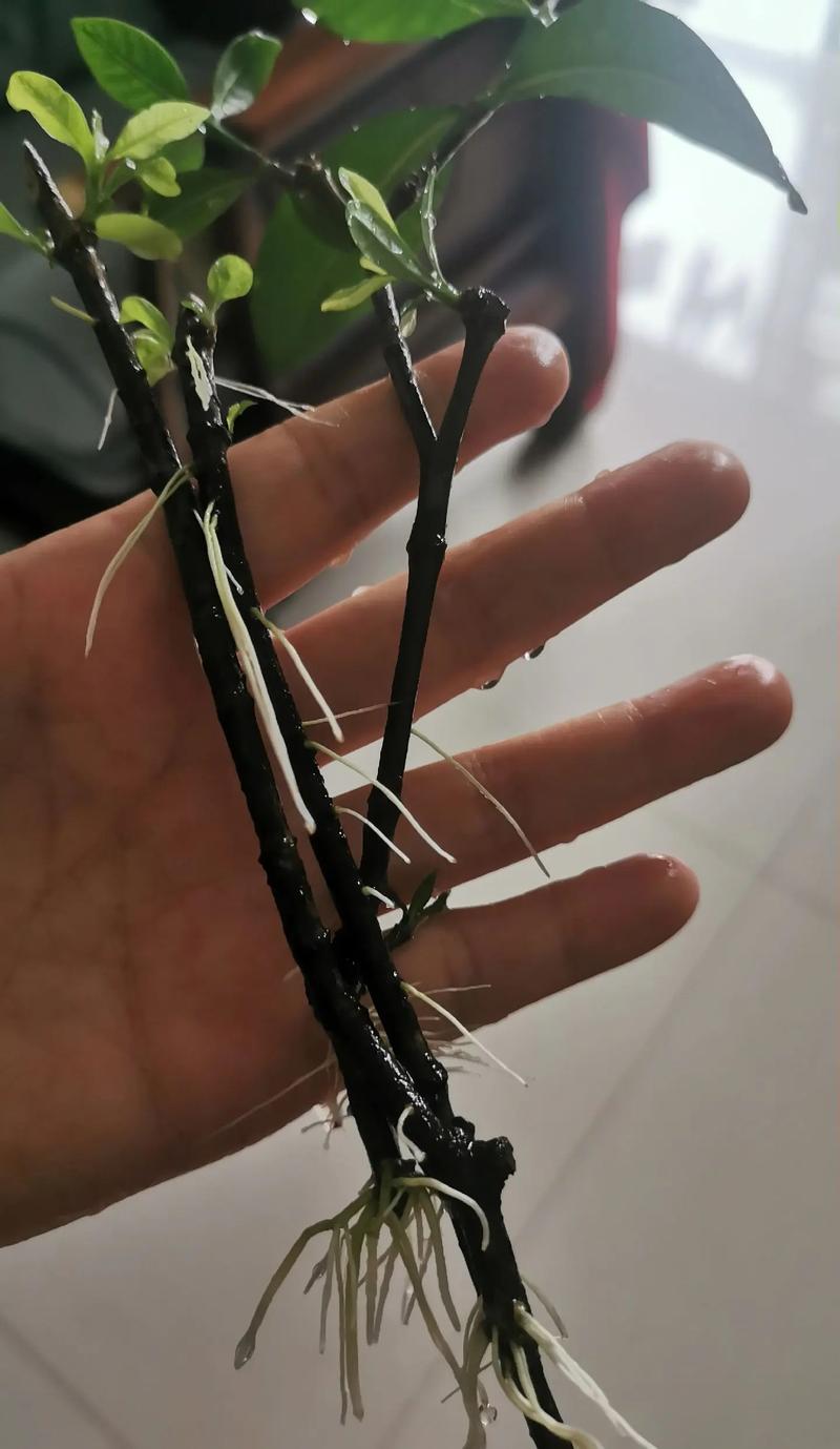 如何让水培植物根长得粗壮？-第1张图片-吾爱花网