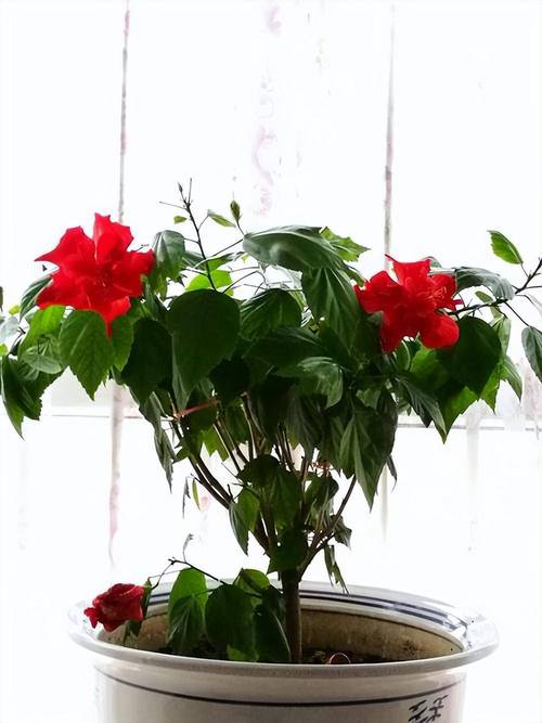 日日红花盆栽有何独特魅力？-第1张图片-吾爱花网