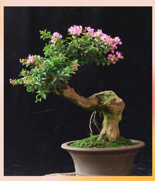 日日红花盆栽有何独特魅力？-第3张图片-吾爱花网