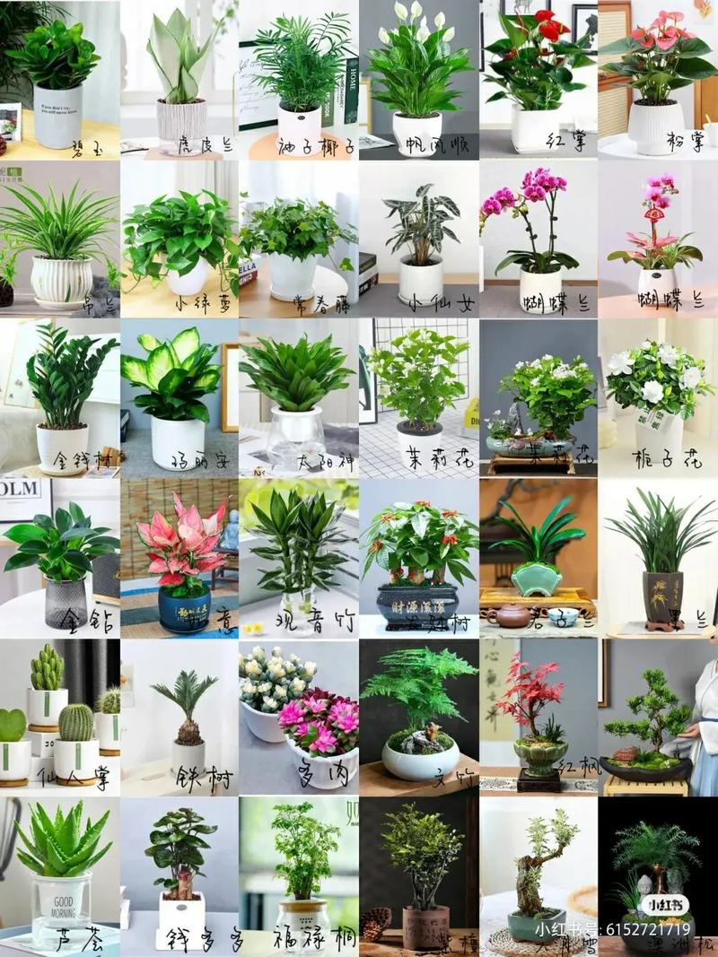 木本小盆栽有哪些常见品种及图片？-第1张图片-吾爱花网