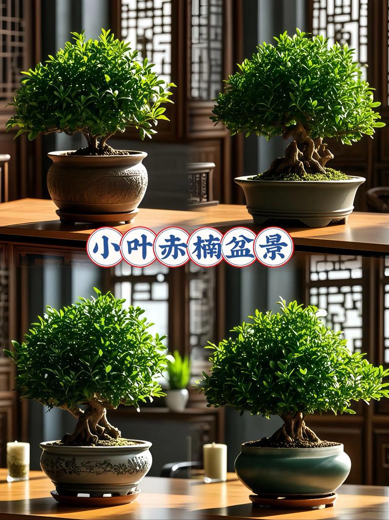 木本小盆栽有哪些常见品种及图片？-第2张图片-吾爱花网