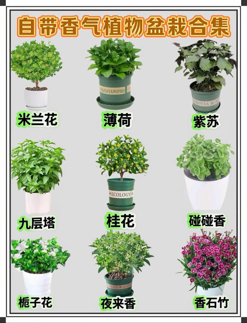 木本小盆栽有哪些常见品种及图片？-第3张图片-吾爱花网