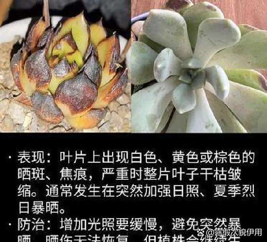 多肉叶子不展开怎么办?-第1张图片-吾爱花网 多肉叶子不展开怎么办?-第1张图片-吾爱花网