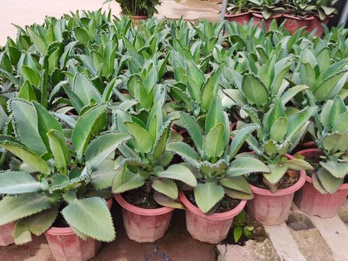 多肉叶子不展开怎么办?-第3张图片-吾爱花网 多肉叶子不展开怎么办?-第3张图片-吾爱花网