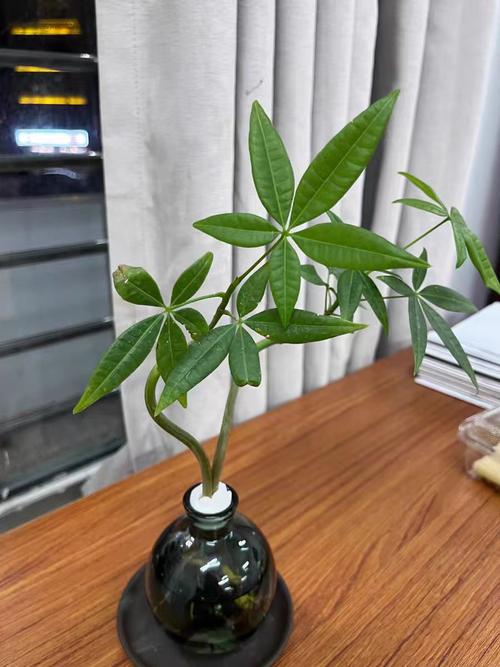 水培发财树叶子耷拉怎么办？-第2张图片-吾爱花网