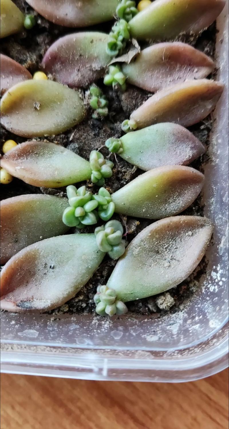 多肉发芽叶片怎么养护？-第2张图片-吾爱花网