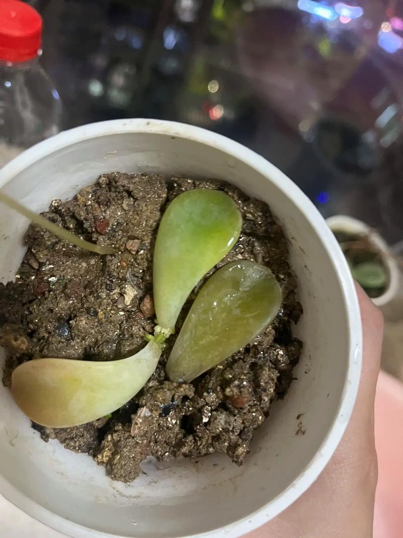 多肉发芽叶片怎么养护？-第3张图片-吾爱花网