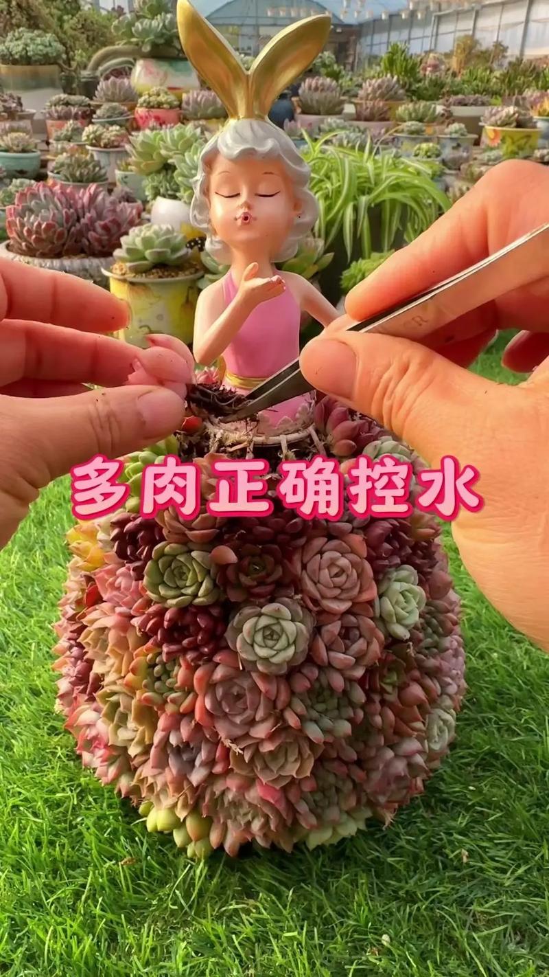 夏天水培多肉怎么养才不死？-第3张图片-吾爱花网