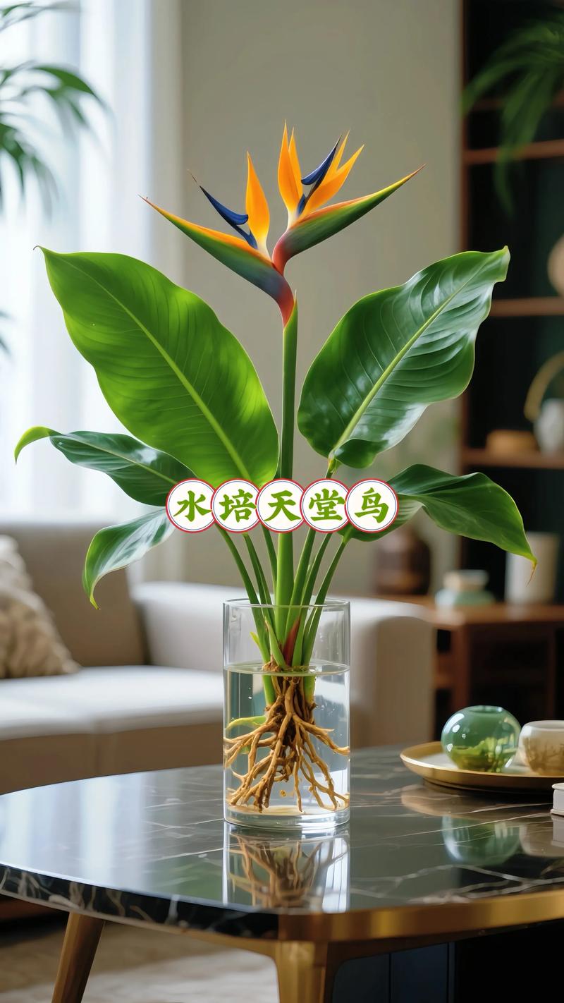 天堂鸟能水培吗？养护有技巧吗？-第3张图片-吾爱花网