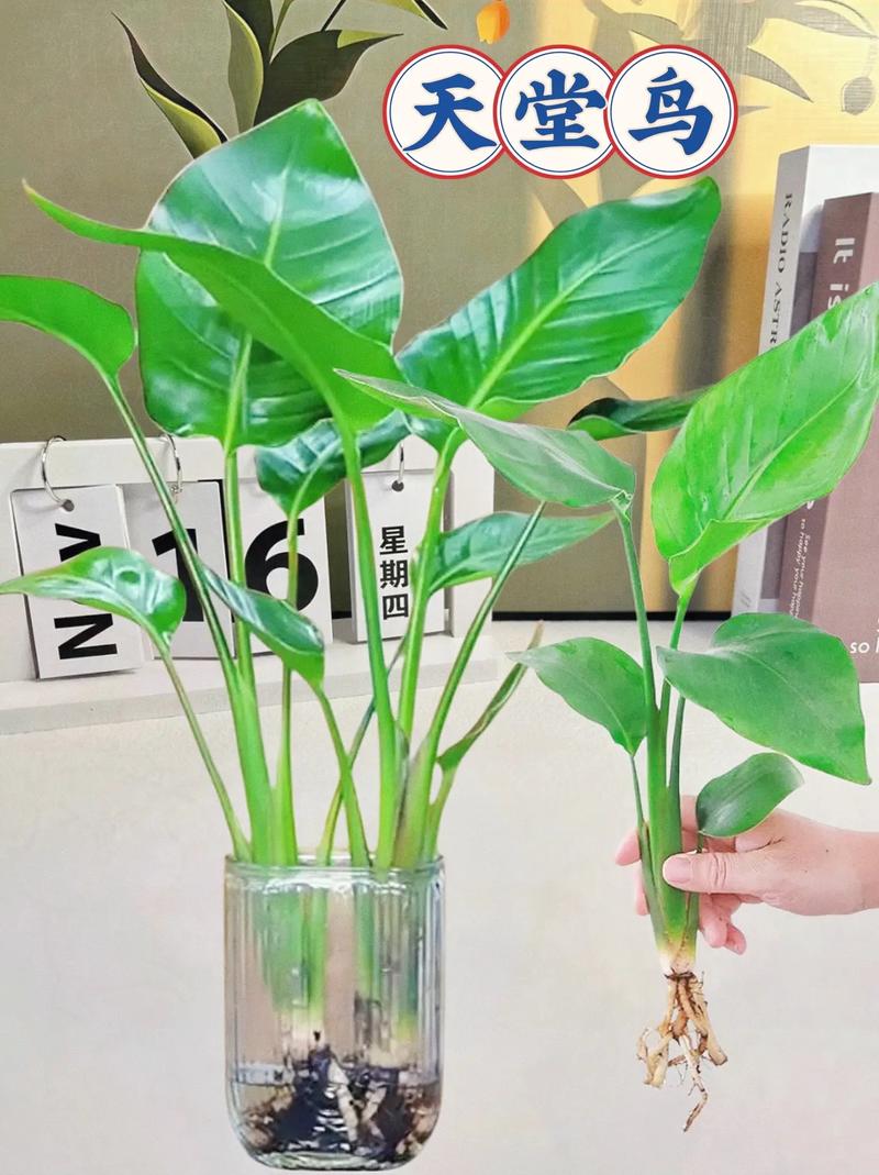 天堂鸟能水培吗？养护有技巧吗？-第2张图片-吾爱花网