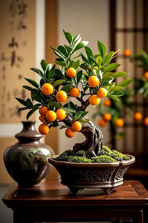 金桔盆栽图片大图有哪些养护要点？-第1张图片-吾爱花网