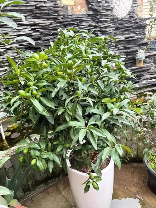 金桔盆栽图片大图有哪些养护要点？-第3张图片-吾爱花网