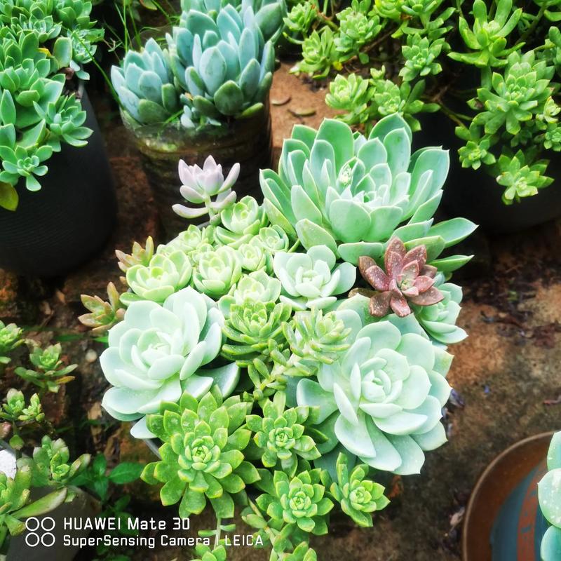 成都多肉度夏难？关键养护技巧有哪些？-第1张图片-吾爱花网