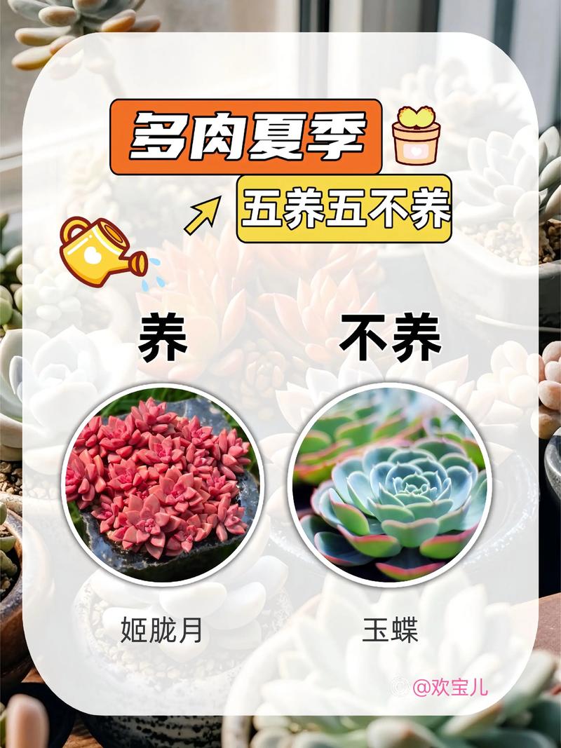 成都多肉度夏难？关键养护技巧有哪些？-第2张图片-吾爱花网
