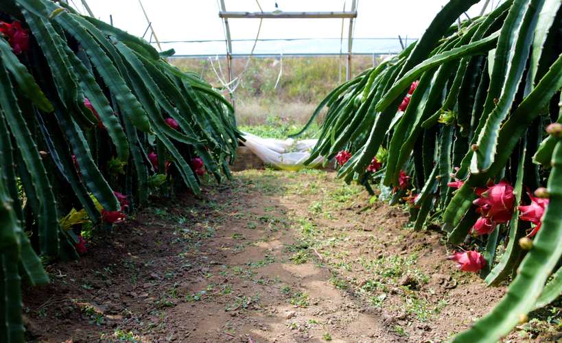 人工盆栽火龙果树怎么种？图片看养护技巧？-第1张图片-吾爱花网