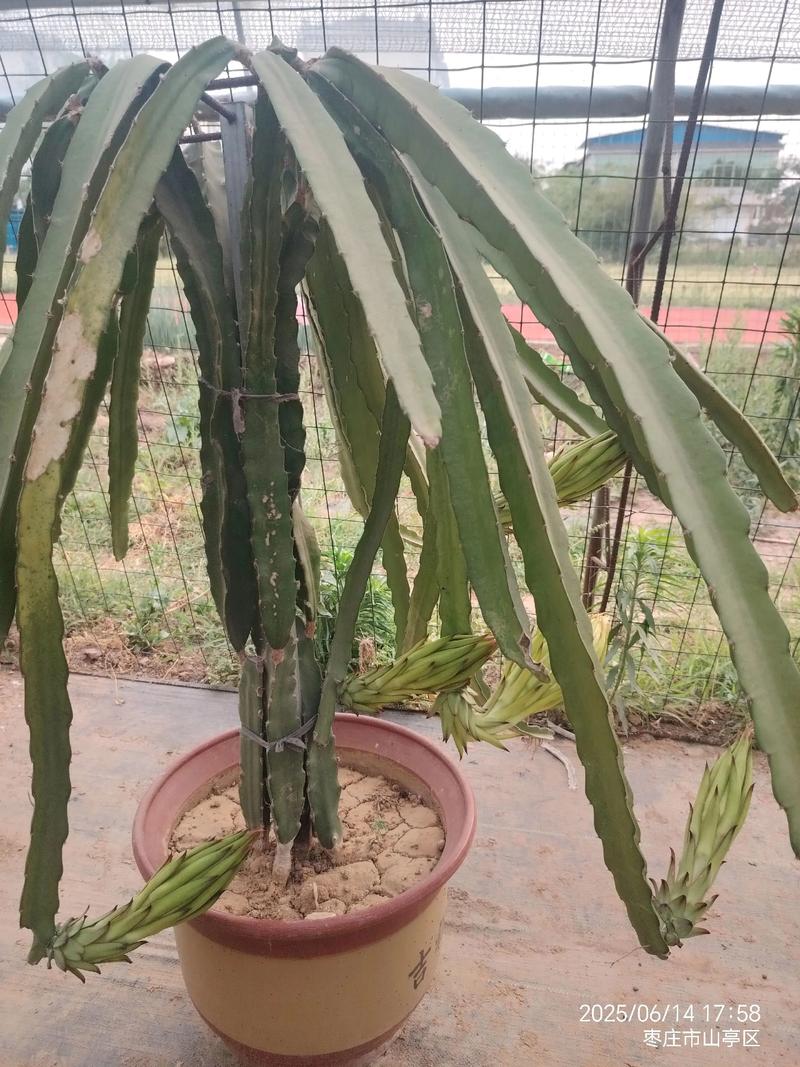 人工盆栽火龙果树怎么种？图片看养护技巧？-第2张图片-吾爱花网