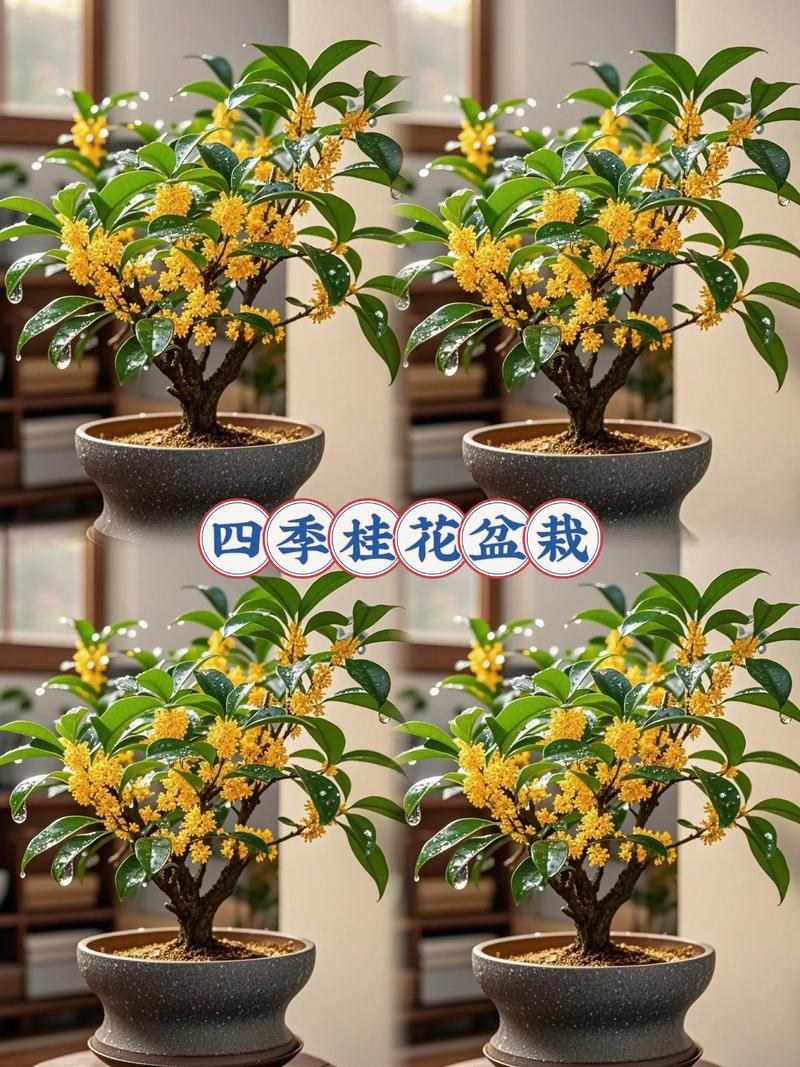 冬季桂花盆栽几天浇一次水？-第2张图片-吾爱花网