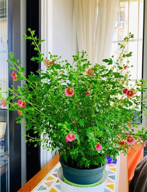 扶桑花盆栽管理要注意哪些要点？-第2张图片-吾爱花网