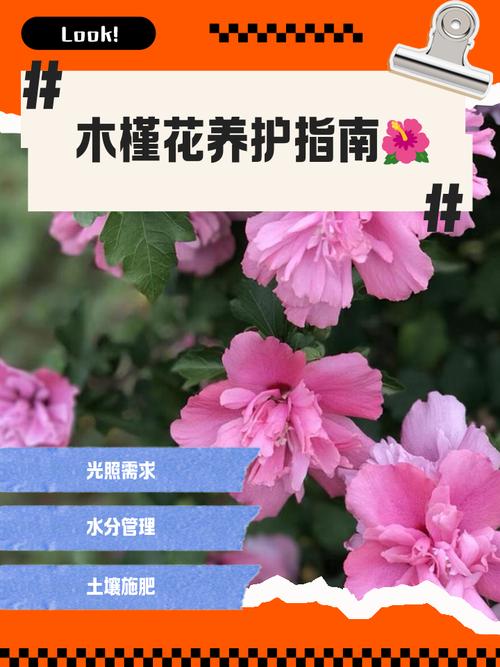 扶桑花盆栽管理要注意哪些要点？-第1张图片-吾爱花网