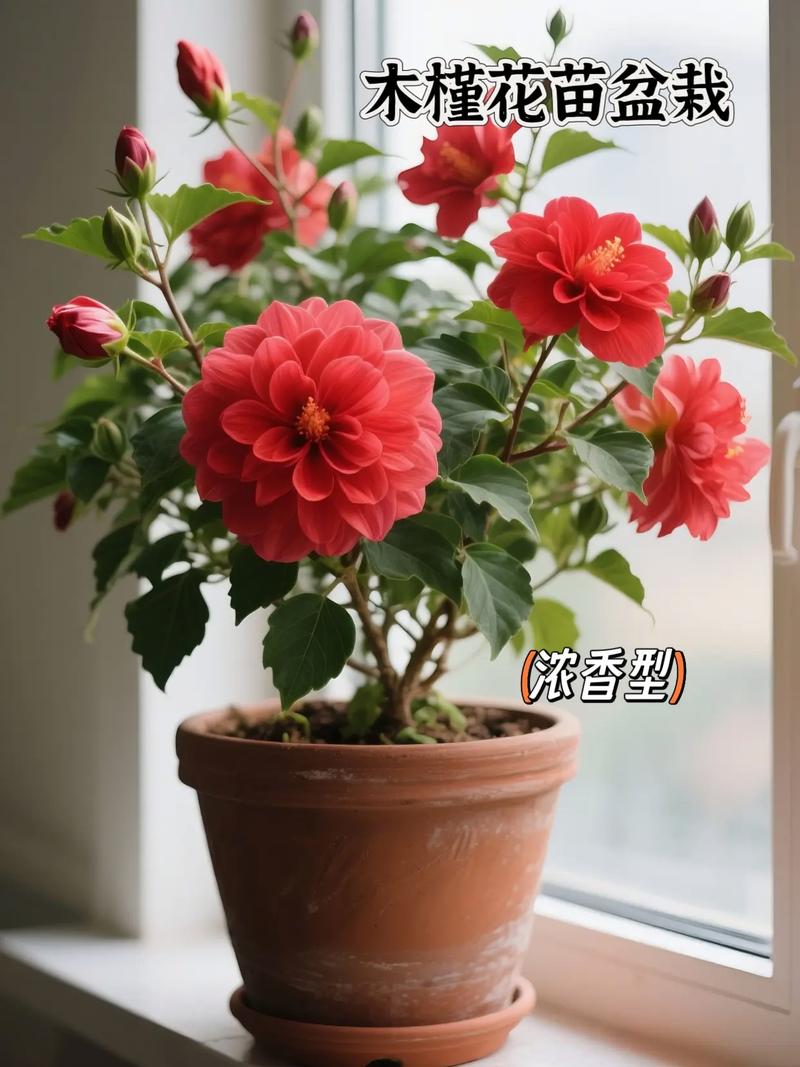 扶桑花盆栽管理要注意哪些要点？-第3张图片-吾爱花网