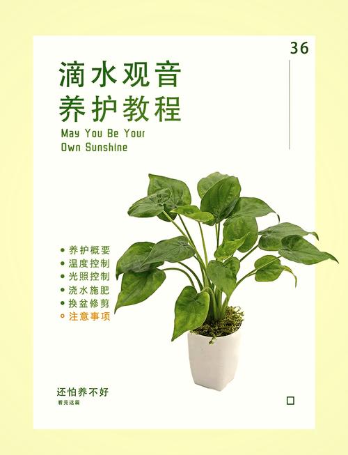 小盆栽为啥要常换水?-第1张图片-吾爱花网 小盆栽为啥要常换水?-第1张图片-吾爱花网