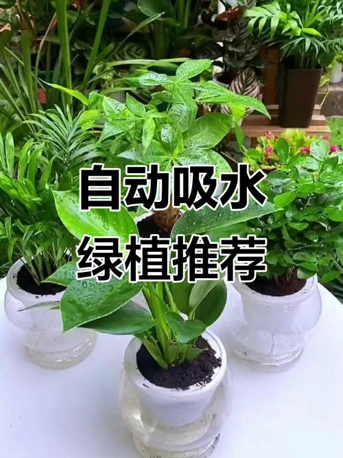 小盆栽为啥要常换水?-第2张图片-吾爱花网 小盆栽为啥要常换水?-第2张图片-吾爱花网