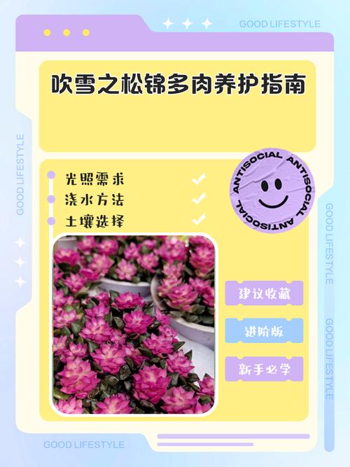 多肉小苗冬季养护要注意什么?-第2张图片-吾爱花网 多肉小苗冬季养护要注意什么?-第2张图片-吾爱花网