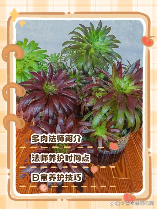 多肉小苗冬季养护要注意什么?-第3张图片-吾爱花网 多肉小苗冬季养护要注意什么?-第3张图片-吾爱花网