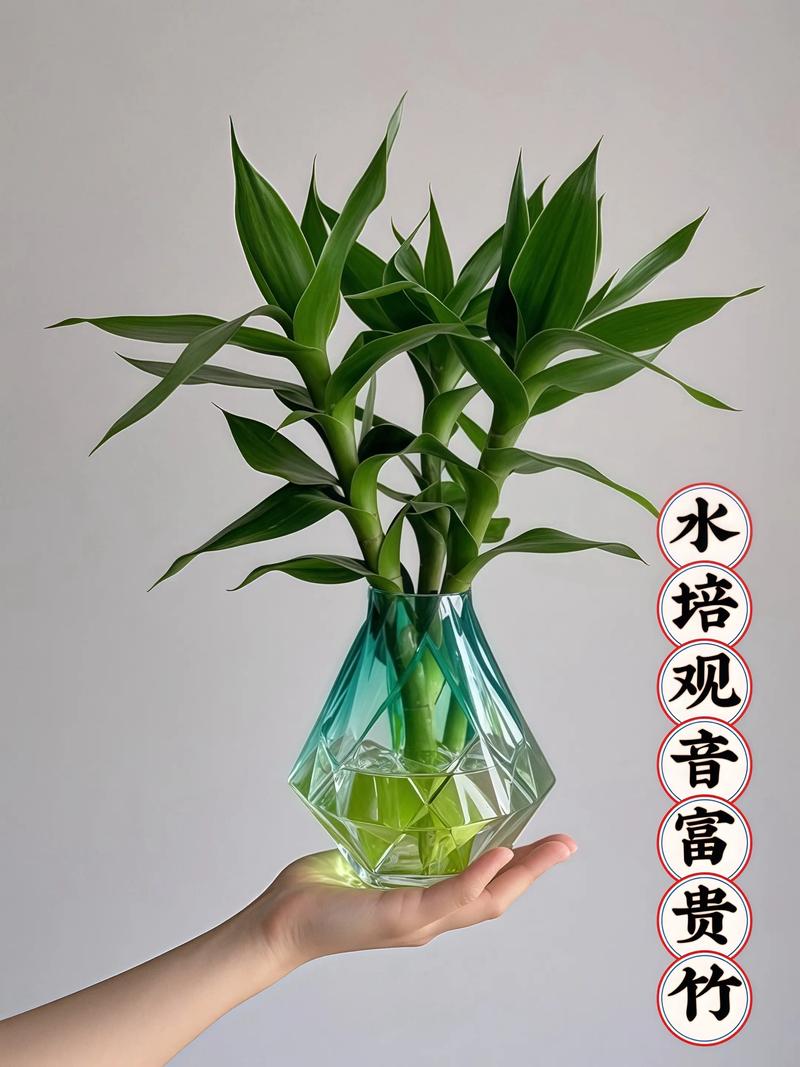 富贵竹有哪些水培种类及图片？-第1张图片-吾爱花网