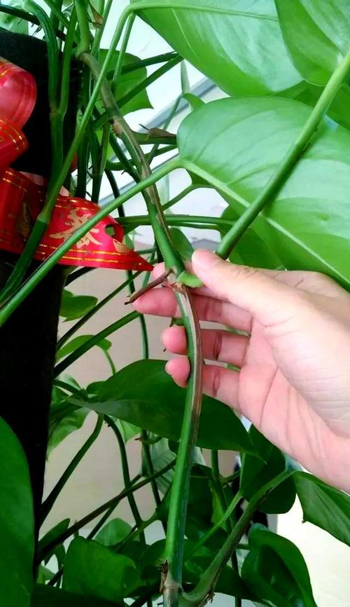 水培绿萝气根要放水里吗？-第2张图片-吾爱花网