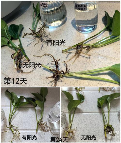 水培绿萝气根要放水里吗？-第3张图片-吾爱花网