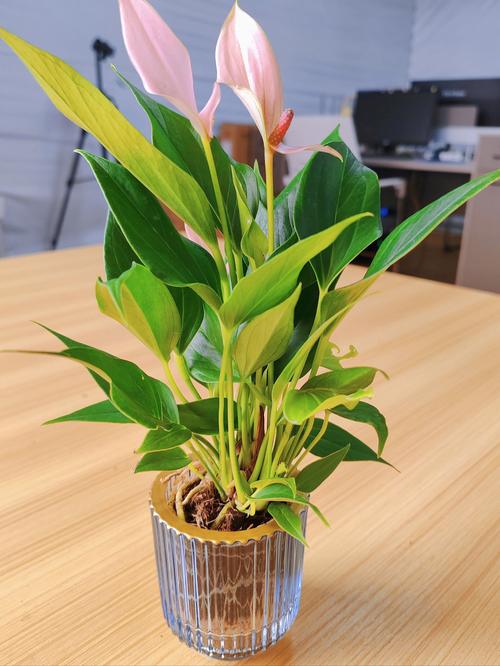 水培红掌要经常换水吗？-第2张图片-吾爱花网