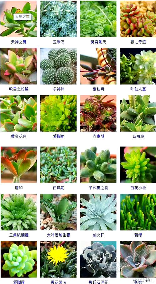 进口多肉植物名称图片有哪些？-第1张图片-吾爱花网