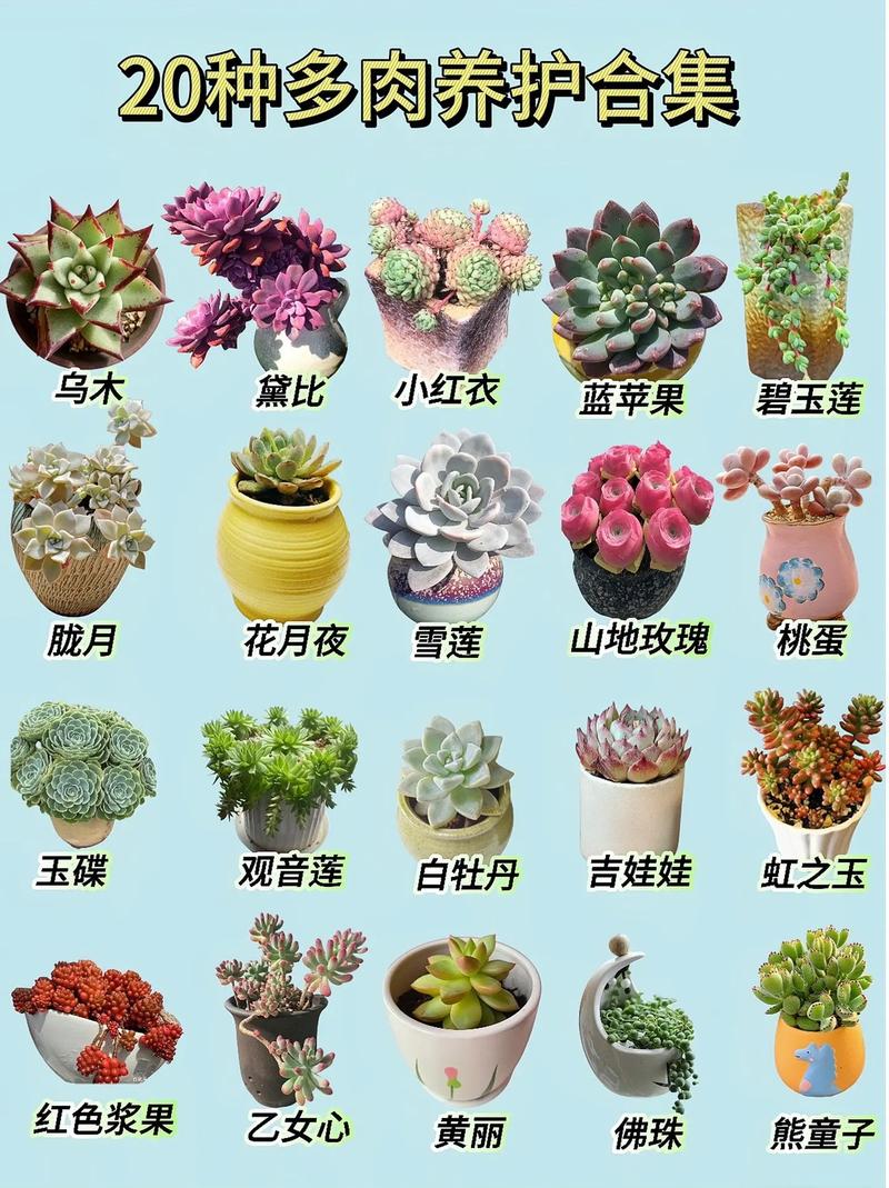 进口多肉植物名称图片有哪些？-第3张图片-吾爱花网