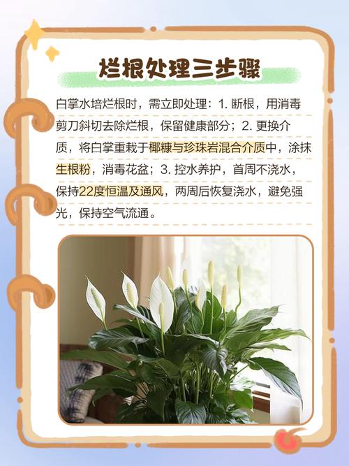 水培白掌烂根咋快速补救?-第1张图片-吾爱花网 水培白掌烂根咋快速补救?-第1张图片-吾爱花网