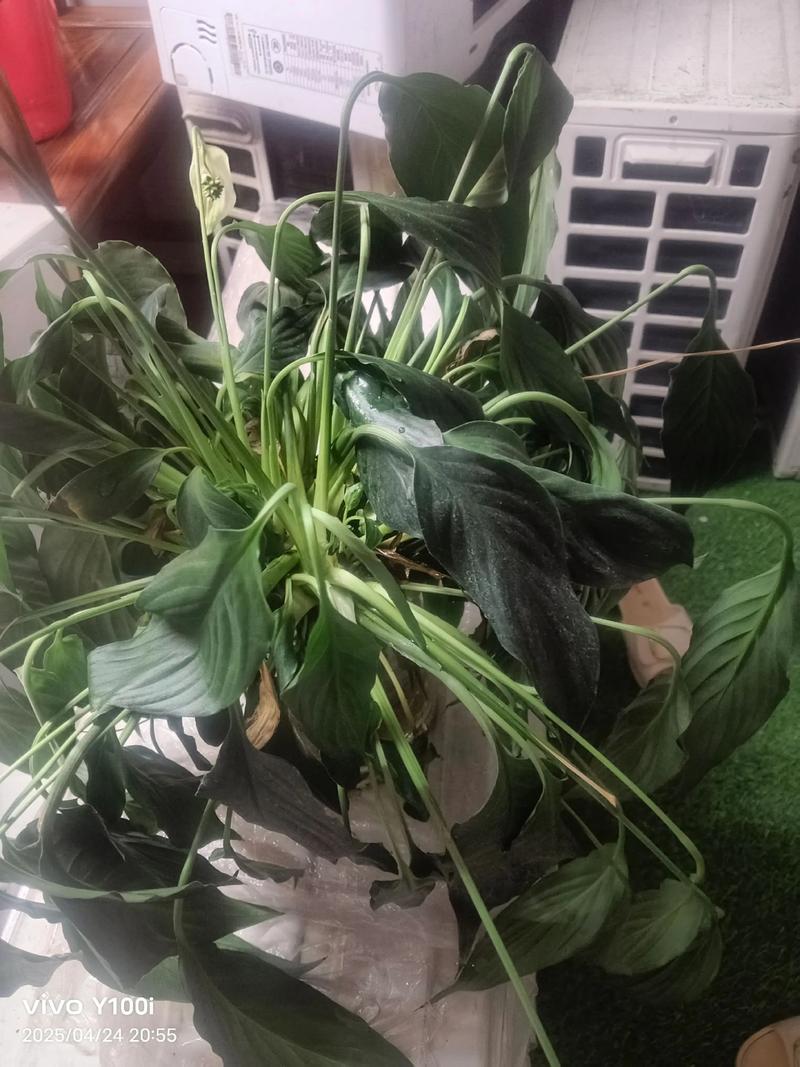 水培白掌烂根咋快速补救?-第2张图片-吾爱花网 水培白掌烂根咋快速补救?-第2张图片-吾爱花网